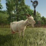 Introduction to goats