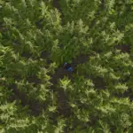 Riverbend Springs Cannabis Edition v1.15