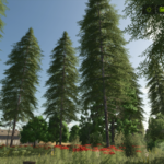 ZielonkWild3