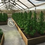 Hemp Production System v22