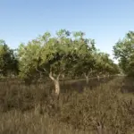 Olives + Olive Picker v1.02