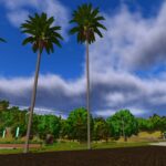 Palm tree pack