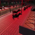 Cow Barn From Hutan Pantai5