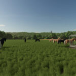 Fenceless Pastures4