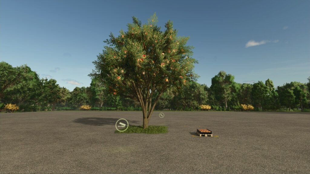 Apple Tree