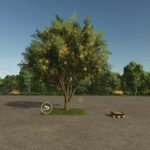 Apple Tree