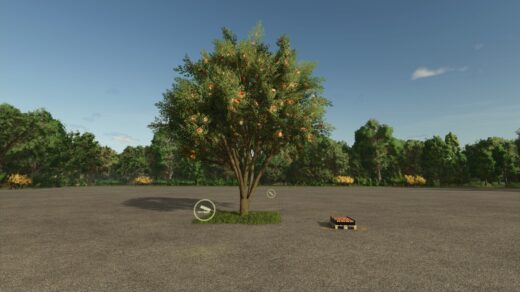 Apple Tree