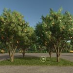 Apple Tree2