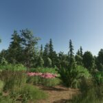 Forest Valley4