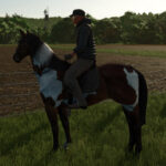 HorseHelper