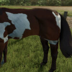 HorseHelper2