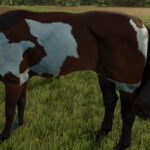 HorseHelper3