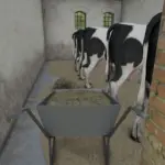 Post German Cow shed v1.04