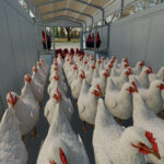 Animal Transport Trailer Pack3
