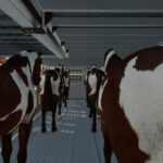 Animal Transport Trailer Pack4