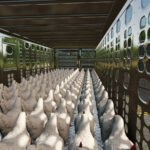 Animal Transport Trailer Pack5