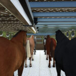 Animal Transport Trailer Pack6