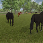 Auto Horse Care3