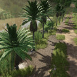 Coconut Trees