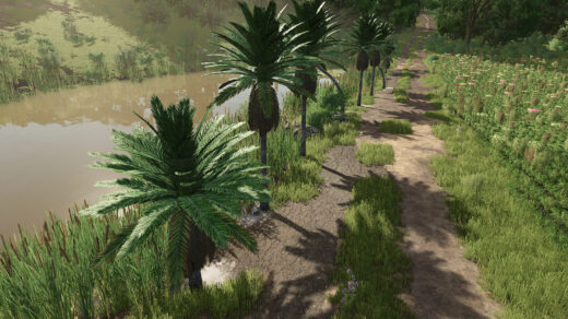 Coconut Trees