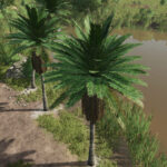 Coconut Trees3