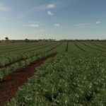 Fazenda Nova Esperança6