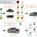 Dahut's Herbal Tea