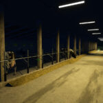 Old Polish Cowbarn6
