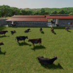 Cow Barn Dairy Production5
