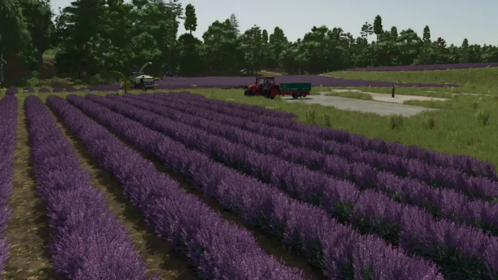 Lavender in Rows Prefab v1.0