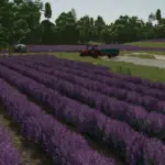 Lavender in Rows Prefab v1.0