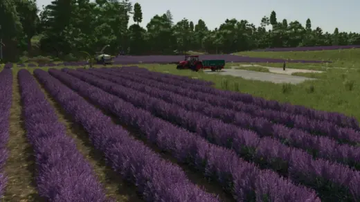 Lavender in Rows Prefab v1.0
