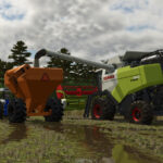 Lizard CG Granel Pack6