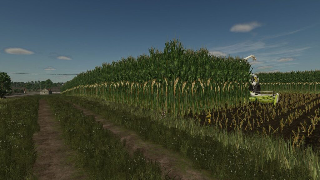Maize texture (height changed) V1.0