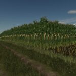 Maize texture (height changed) V1.0