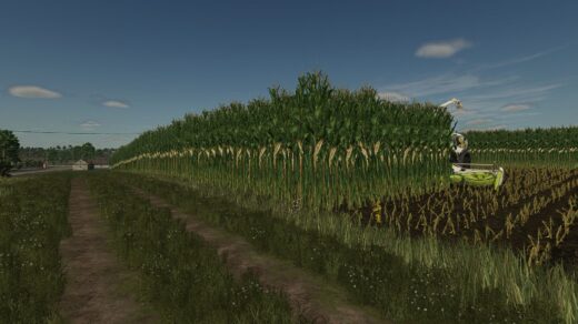 Maize texture (height changed) V1.0