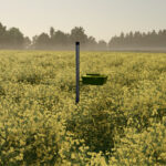 Yellow Tray3