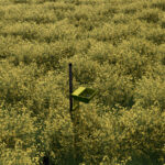 Yellow Tray4