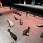Modern Sheep Barn4