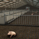 Pigshed3
