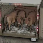 40ft Eby "PUNCH" Ruff Neck Cattle Trailer V1.0