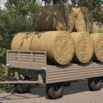 Lizard D475