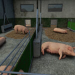 Pig Fattening3