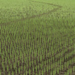 Rice Fields SA4