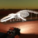 Whale skeleton2