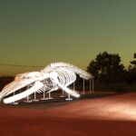 Whale skeleton4