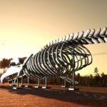 Whale skeleton5