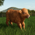 Preview Baby Highland Cattle10