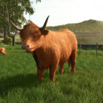 Preview Baby Highland Cattle11