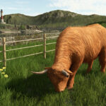 Preview Baby Highland Cattle2
